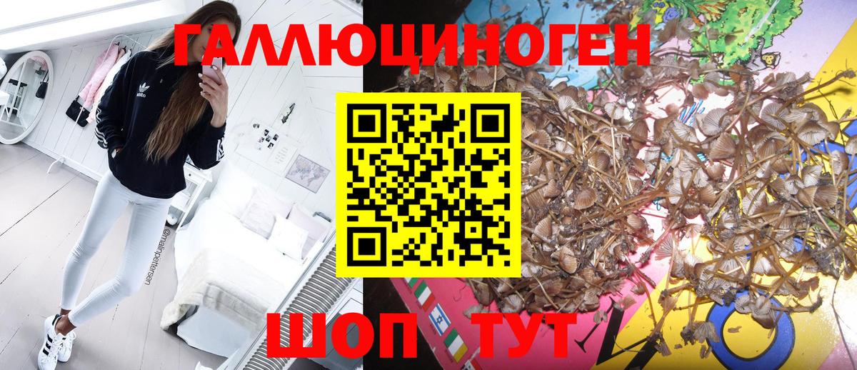 Кизилюрт  Псилоцибиновые грибы мицелий  Вход с VPN 
